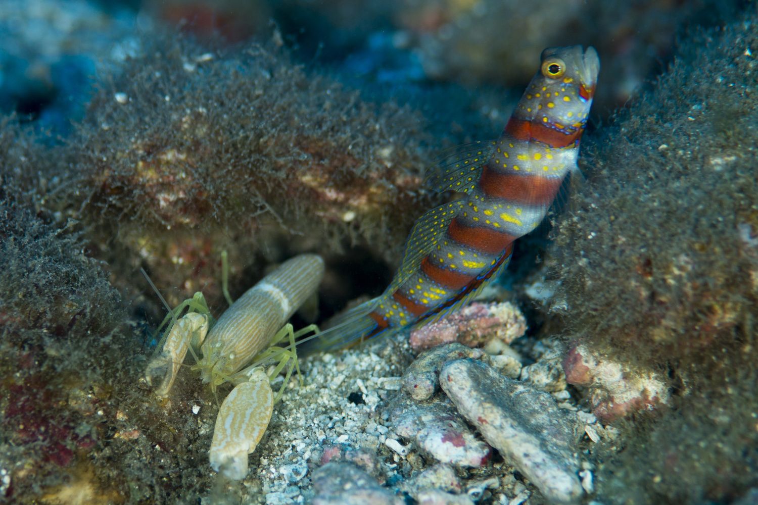 Barriera corallina &nbsp;