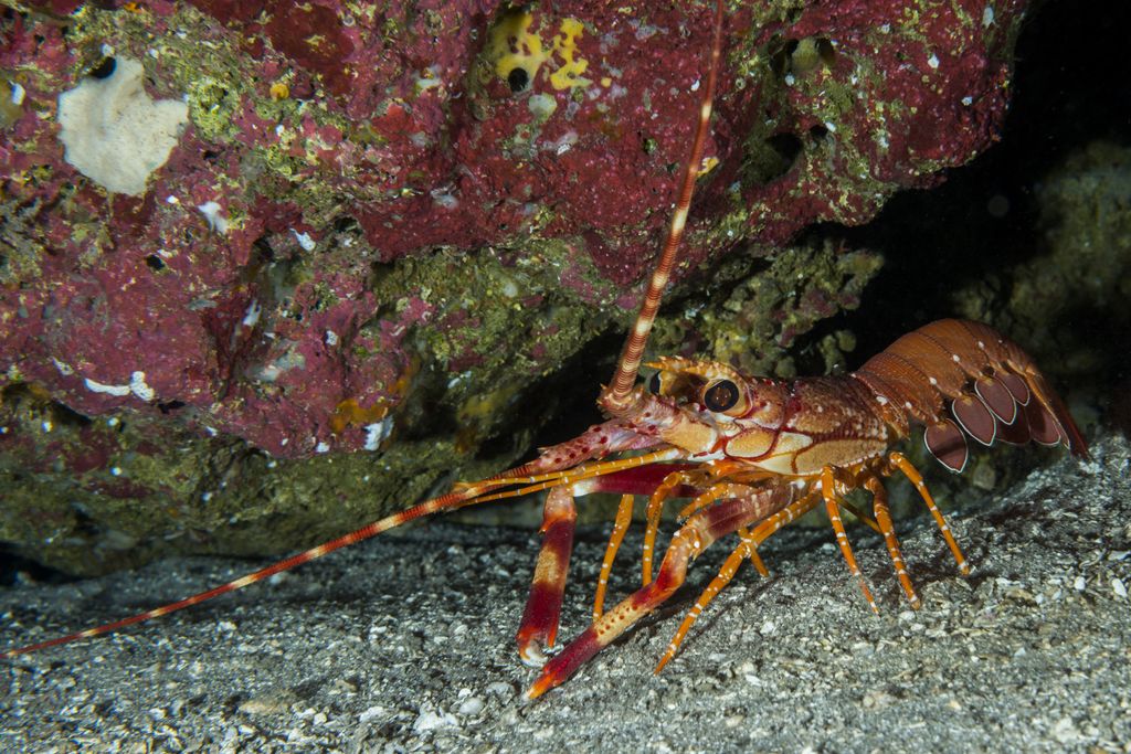 Barriera corallina&nbsp;