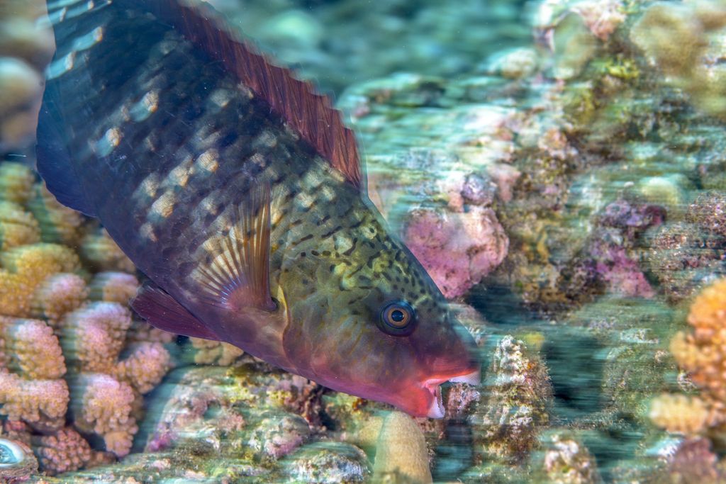 Barriera corallina &nbsp;