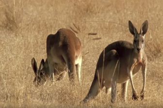 &nbsp;Canguri australiani (YouTube)
