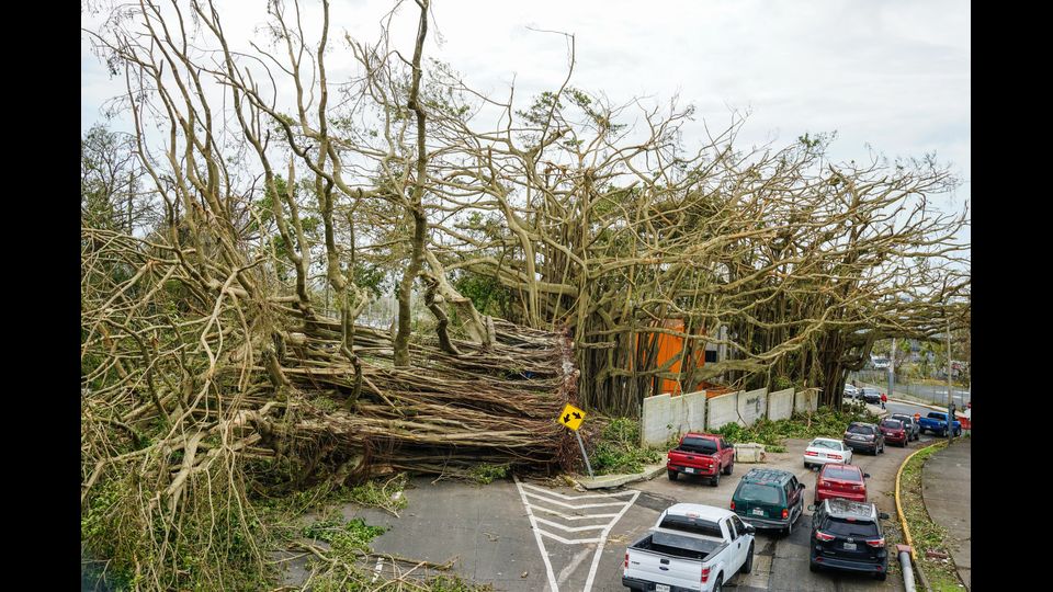 Un albero secolare e sradicato e crollato lungo una strada dopo l'uragano Maria a Rio Piedras a San Juan, Puerto Rico (AFP)&nbsp;