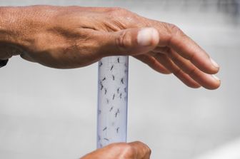 &nbsp;Zanzare portatrici di chikungunya