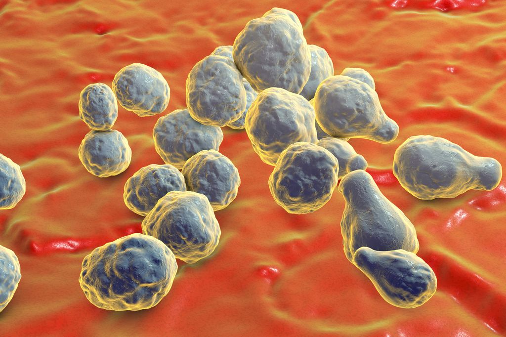 Il meningococco della meningite