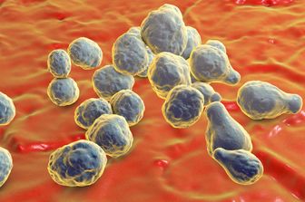 Il meningococco della meningite