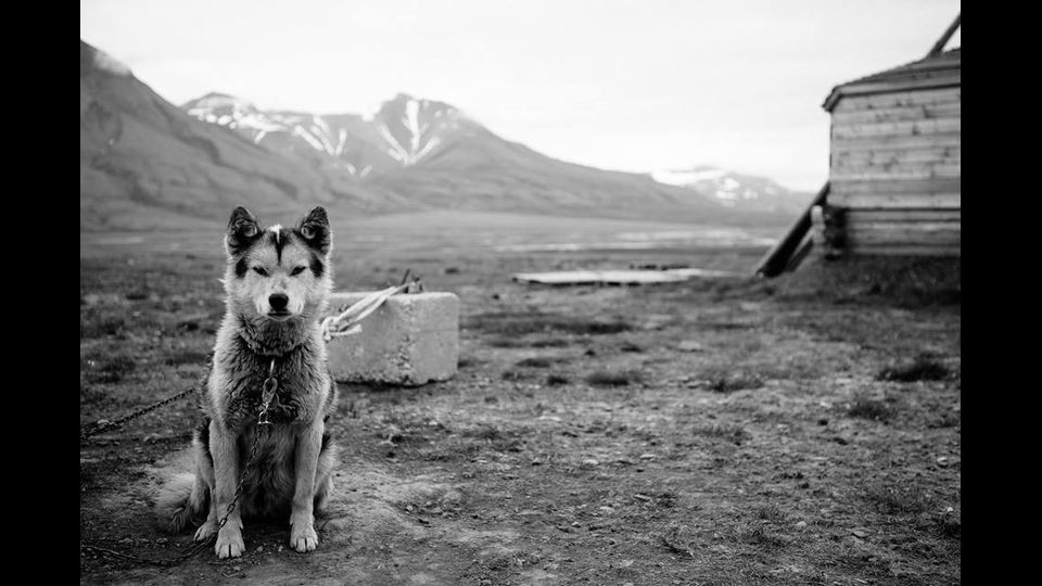 &nbsp;Niccol&ograve; Parodi, di Genova: &ldquo;Ora, senza costi ulteriori di roaming, posso condividere le mie idee e i miei sentimenti. Sono un fotografo amatoriale e mi sono innamorato di questo cane, sembrava un re. Senza costi aggiuntivi posso condividere tutte le mie fotografie della mio fantastico viaggio a Svalbard, Norvegia. Finalmente!&rdquo;.&nbsp;