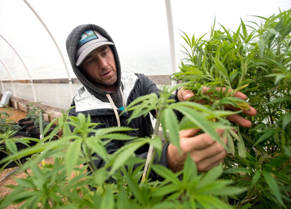 Una coltivazione di marijuana a Mendocino, una delle aree pi&ugrave; colpite dai roghi