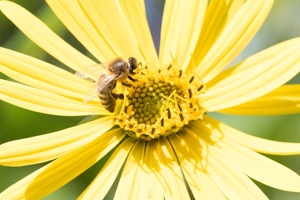 &nbsp;ape su fiore (Afp)