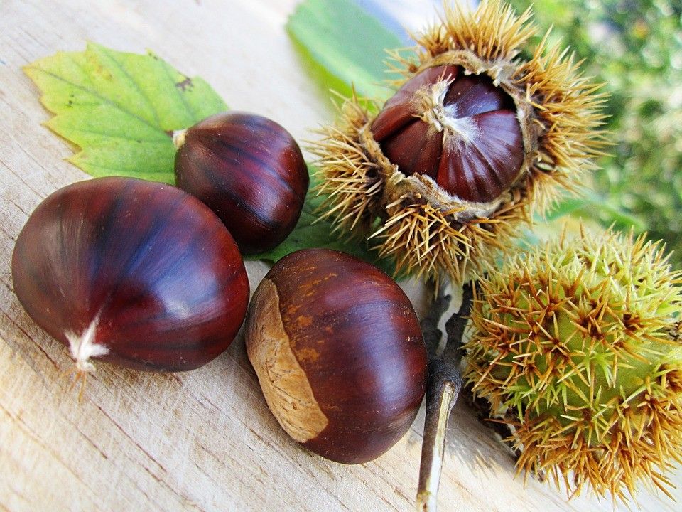 &nbsp;Castagne