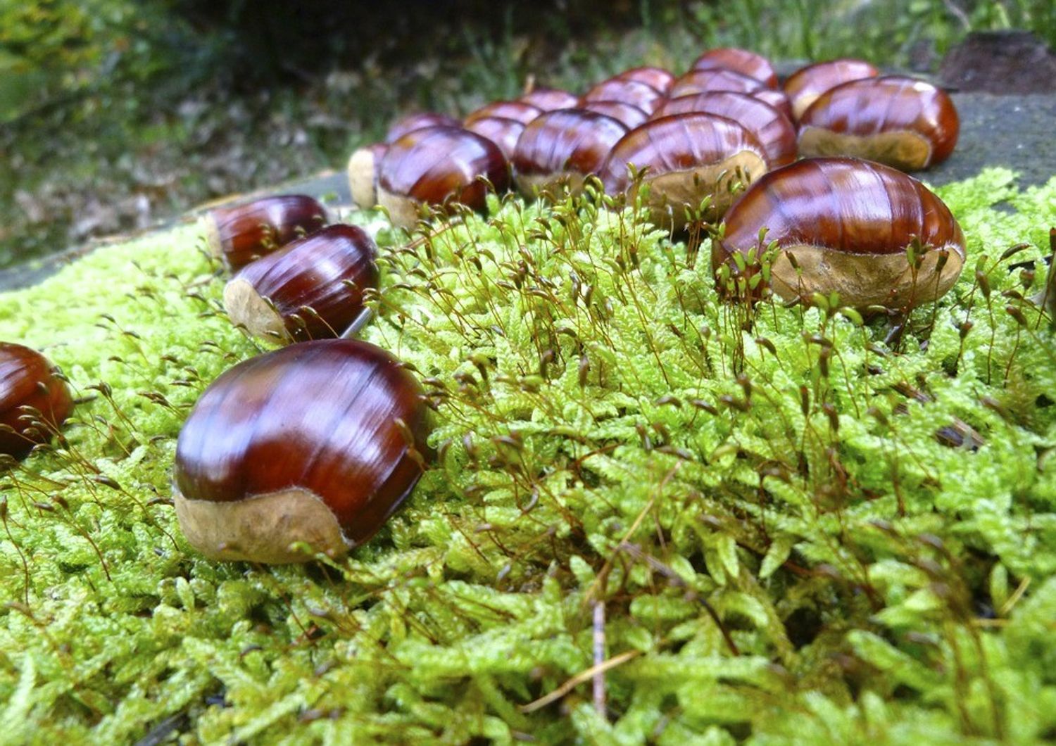 &nbsp; &nbsp; Castagne