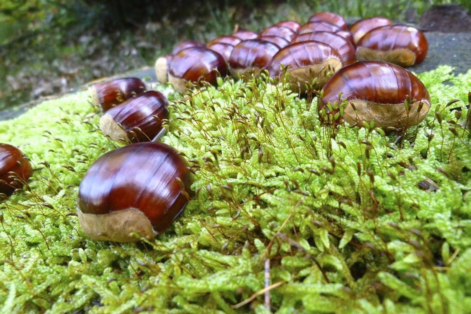 &nbsp; &nbsp; Castagne