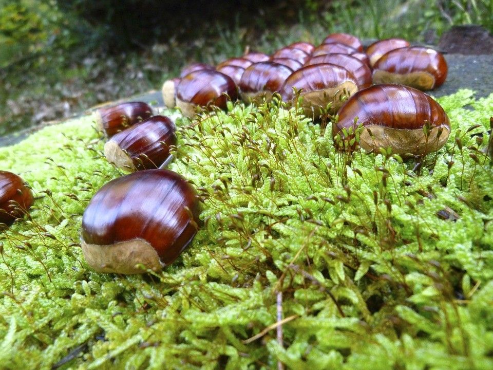 &nbsp; &nbsp; Castagne
