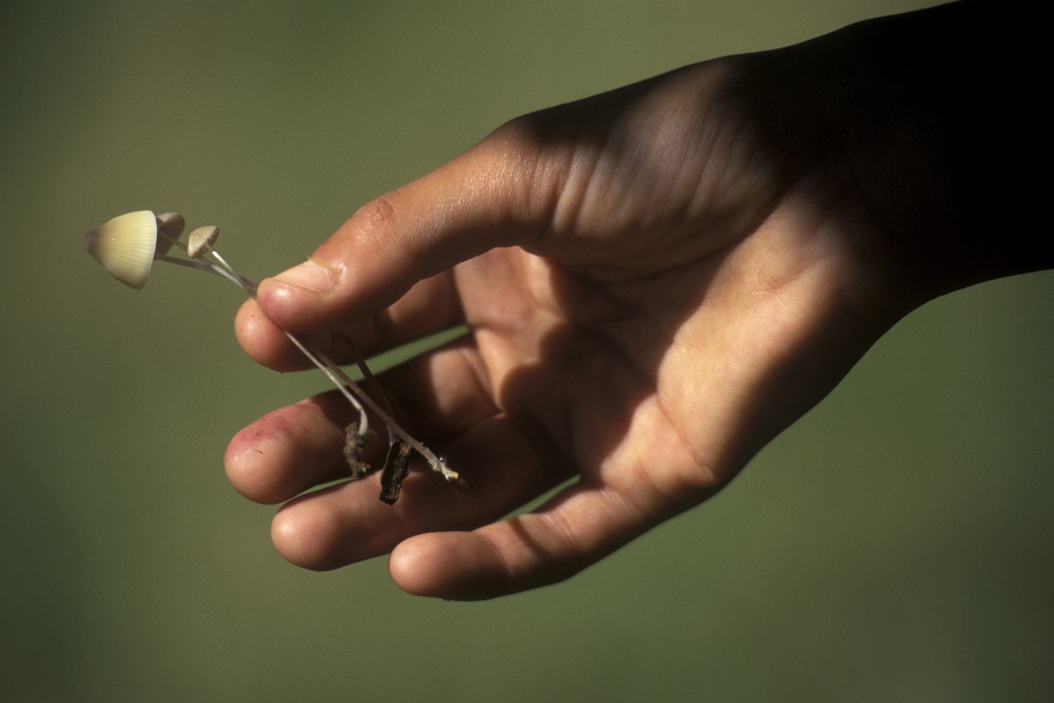 &nbsp;Funghi allucinogeni