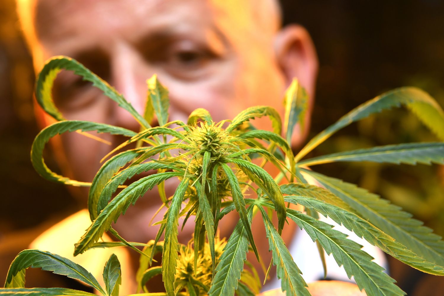 &nbsp;Cannabis&nbsp;