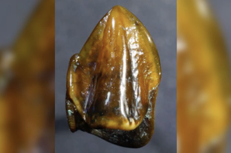 &nbsp;Dente ritrovato vicino Francoforte, ha 9 milioni di anni