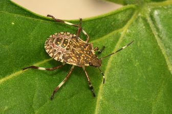 Halyomorpha halys o Cimice Asiatica