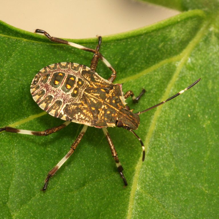 Halyomorpha halys o Cimice Asiatica