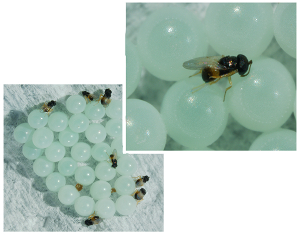 Ooencyrtus telenomicida&nbsp;il killer delle cimici asiatiche