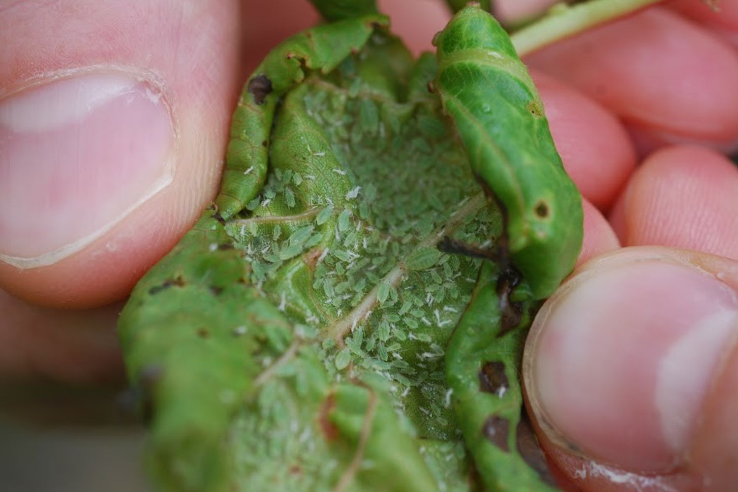 &nbsp;L'afide giapponese