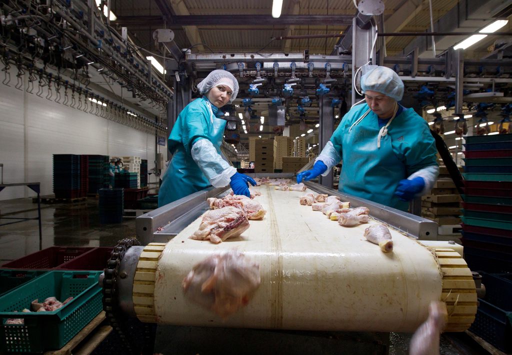 &nbsp;Allevamento di polli&nbsp;