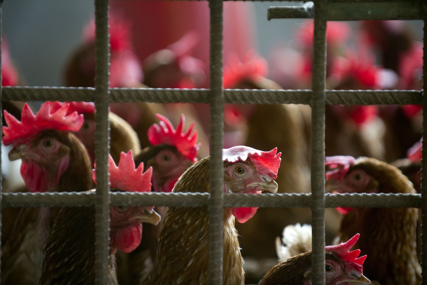 &nbsp;Allevamento di polli