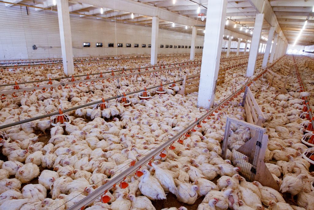 &nbsp;Allevamento di polli&nbsp;