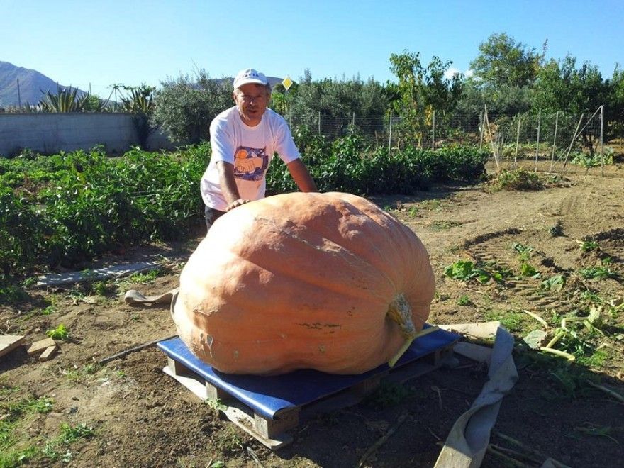 La zucca da 400 chili coltivata da un agricoltore di Partinico