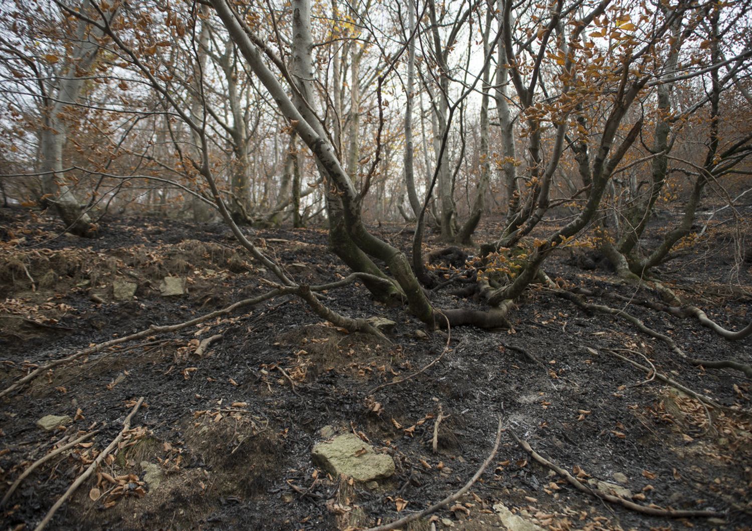 &nbsp;Un bosco bruciato a Cumiana, in Piemonte