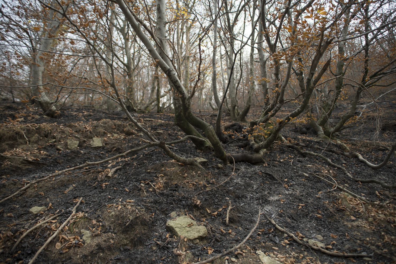 &nbsp;Un bosco bruciato a Cumiana, in Piemonte