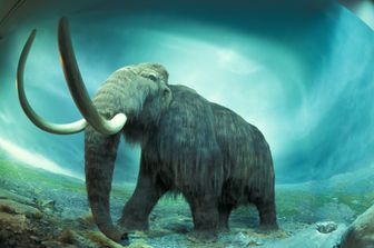 &nbsp;La ricostruzione di un mammut ritrovato in Canada