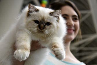 &nbsp;Gatti in mostra al &quot;Supercat Show 2017&quot; di Roma.&nbsp;