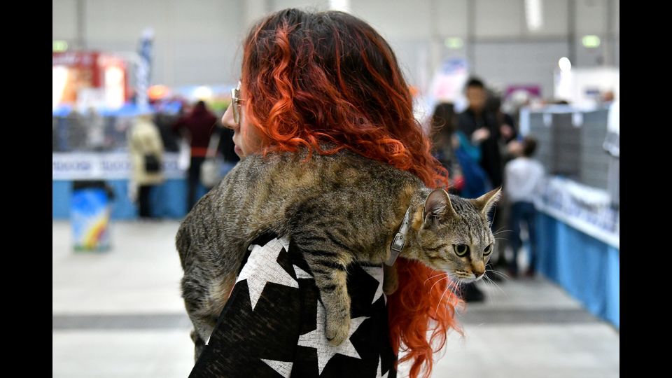 &nbsp; Gatti in mostra al &quot;Supercat Show 2017&quot; di Roma.&nbsp;
