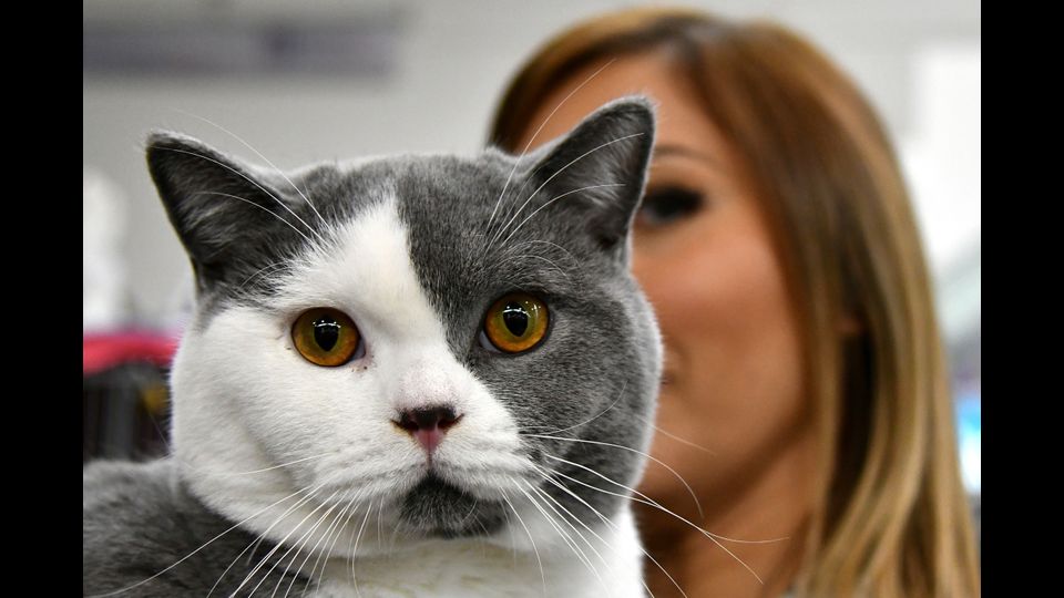 &nbsp;Gatti in mostra al &quot;Supercat Show 2017&quot; di Roma. Razza: British Shorthair. Nome: Cartier&nbsp;