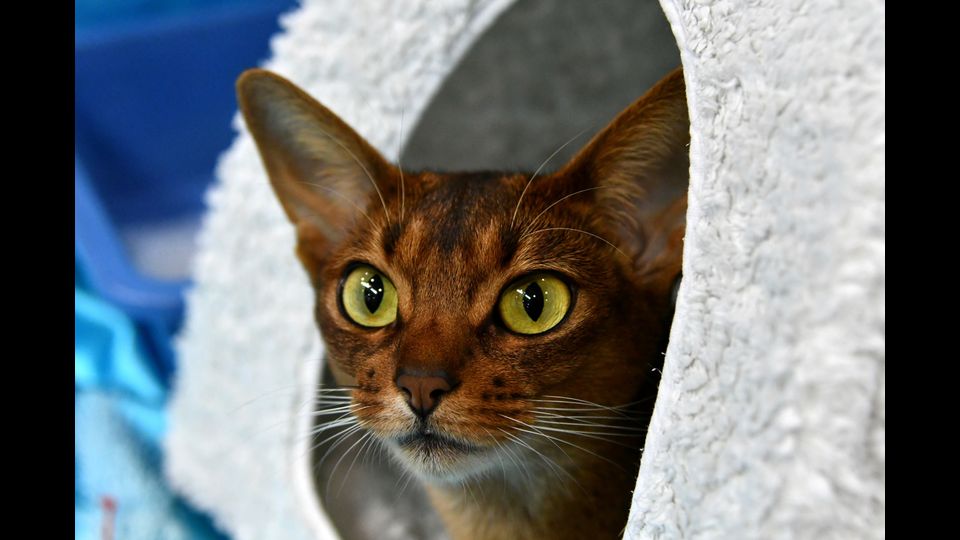 &nbsp; Gatti in mostra al &quot;Supercat Show 2017&quot; di Roma. Razza: Gatto Abissinia. Nome: Alina