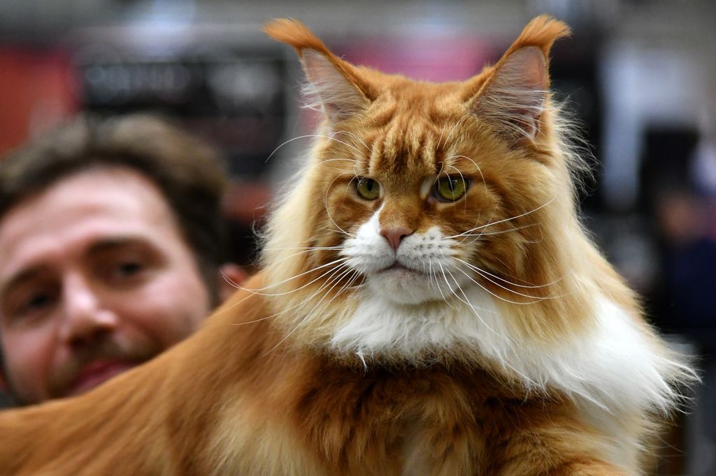 &nbsp;Gatti in mostra al &quot;Supercat Show 2017&quot; di Roma. Razza: Main Coon rosso