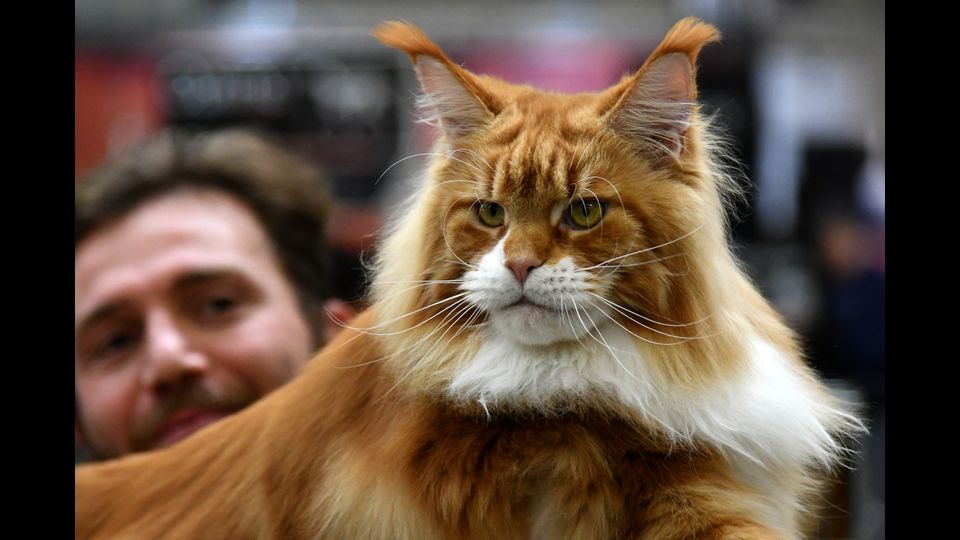 &nbsp;Gatti in mostra al &quot;Supercat Show 2017&quot; di Roma. Razza: Main Coon rosso