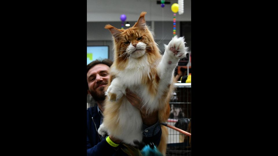 Gatti in mostra al &quot;Supercat Show 2017&quot; di Roma. Razza: Main Coon rosso. Nome: Toro Seduto&nbsp;