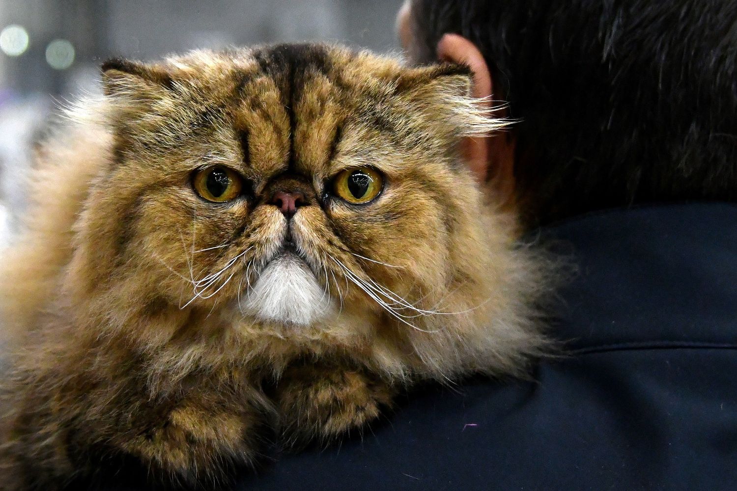 &nbsp;Gatti in mostra al &quot;Supercat Show 2017&quot; di Roma. Razza: Persiano