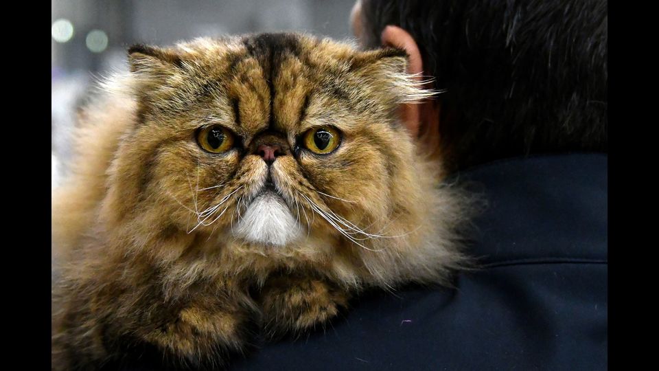 &nbsp;Gatti in mostra al &quot;Supercat Show 2017&quot; di Roma. Razza: Persiano