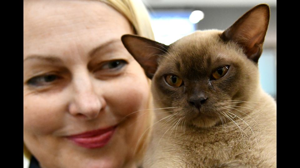 &nbsp; Gatti in mostra al &quot;Supercat Show 2017&quot; di Roma