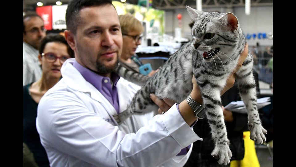 &nbsp; Gatti in mostra al &quot;Supercat Show 2017&quot; di Roma. Razza: Gatto Egiziano