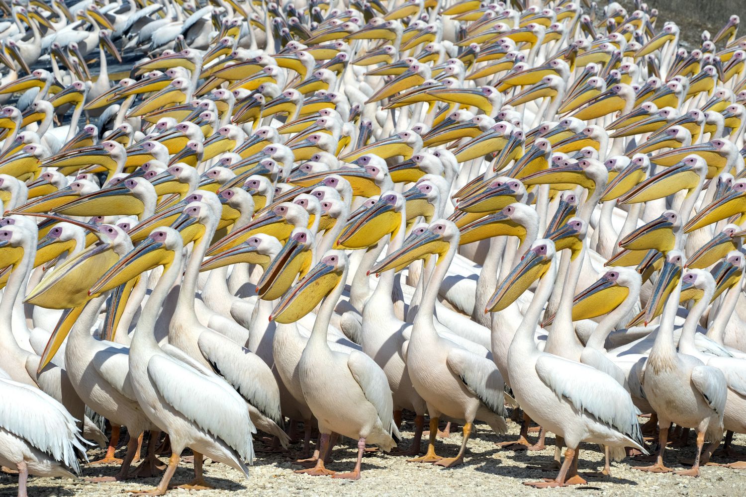 &nbsp;Pellicani in Israele