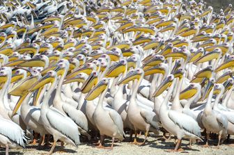 &nbsp;Pellicani in Israele