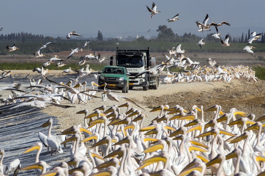 Pellicani in Israele&nbsp;