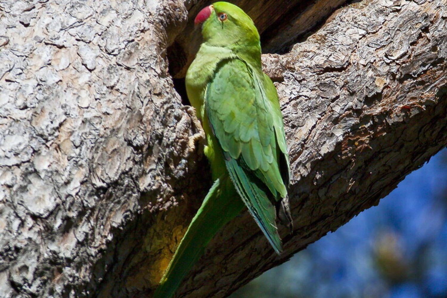 &nbsp;Parrocchetto dal collare - Psittacula krameri&nbsp;