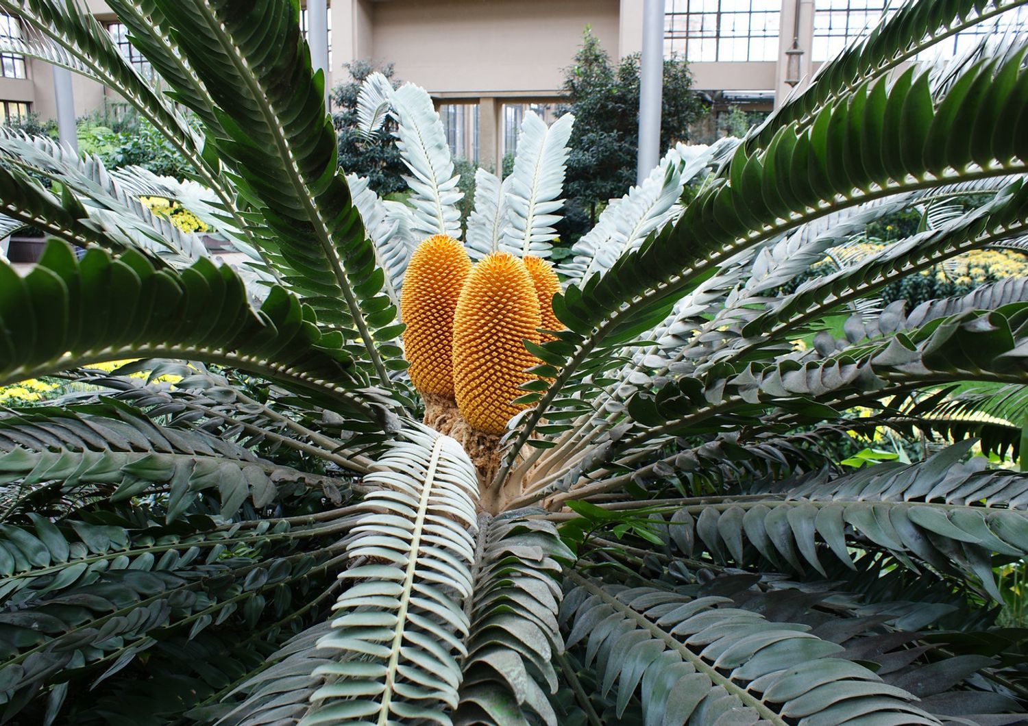 &nbsp;Encephalartos&nbsp;woodi