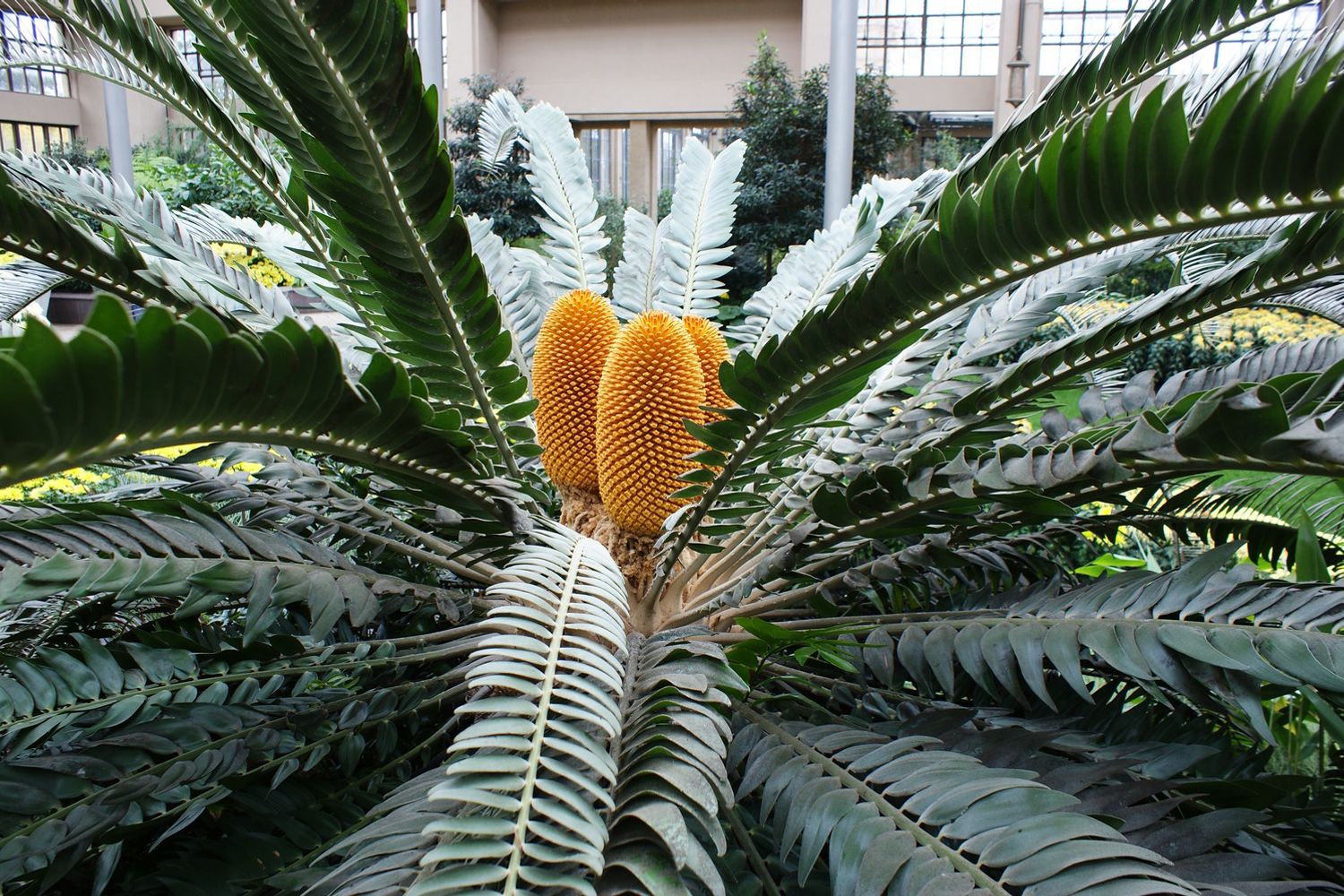 &nbsp;Encephalartos&nbsp;woodi