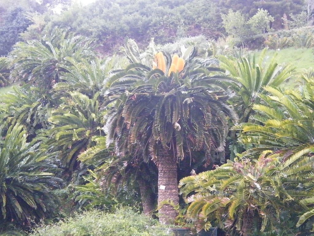 &nbsp;Encephalartos&nbsp;woodi