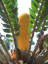 &nbsp;Encephalartos&nbsp;woodi