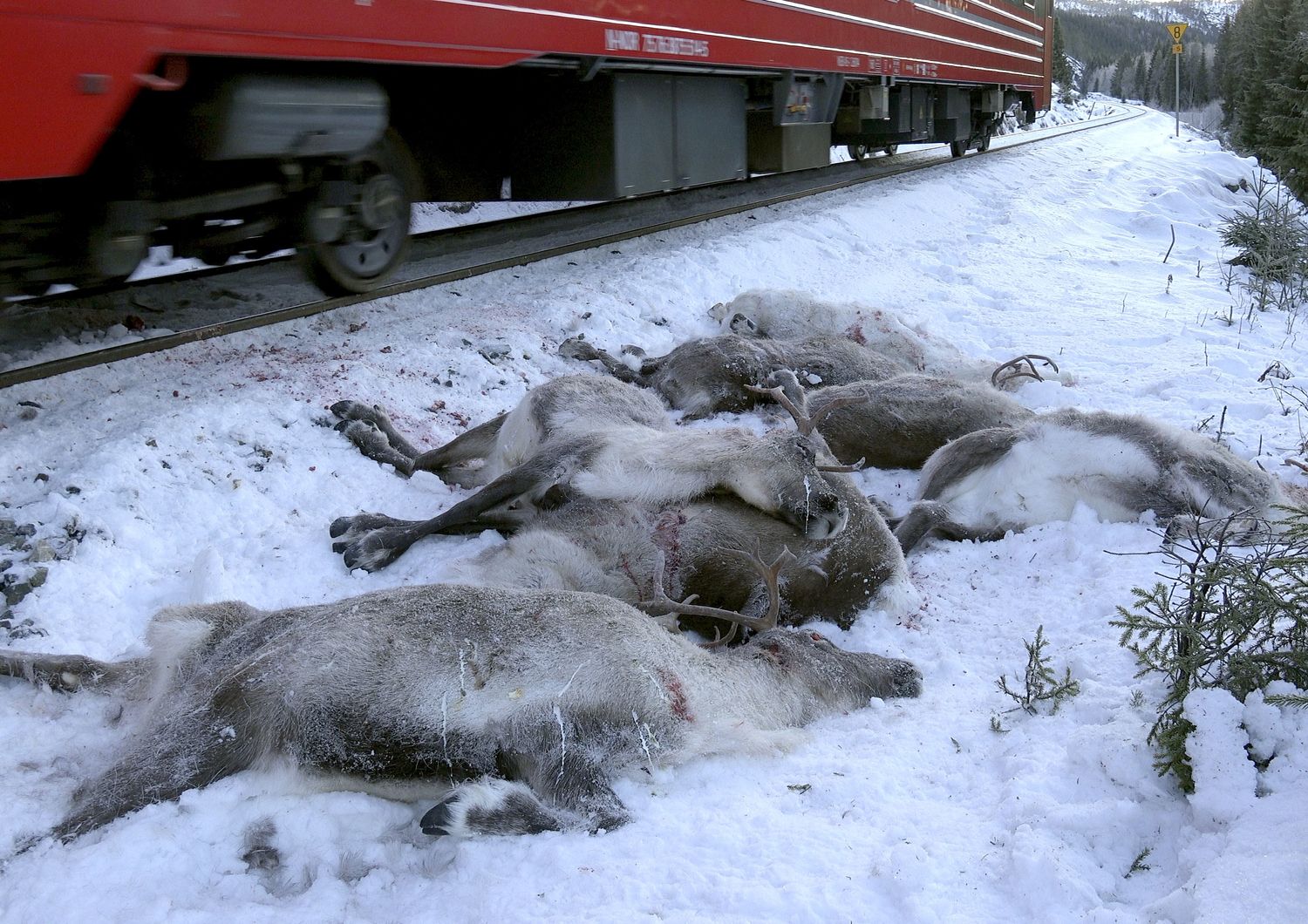 Chi ha ucciso 100 renne a meno di un mese dal Natale?