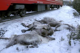 Chi ha ucciso 100 renne a meno di un mese dal Natale?